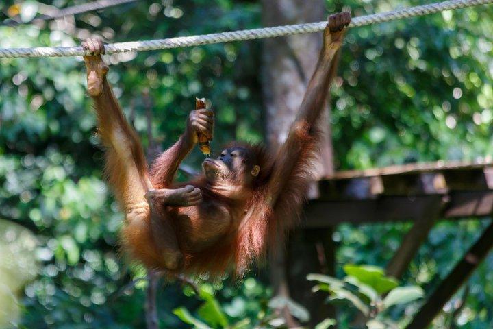 Day Trip Sepilok Orang Utan & Proboscis Monkey (Flight Excluded)