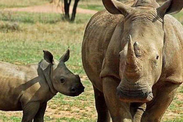 1 Day Olpajeta Conservancy From Nairobi (minimum 2 Pax)