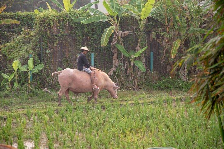 Living Land Rice Farming Experience
