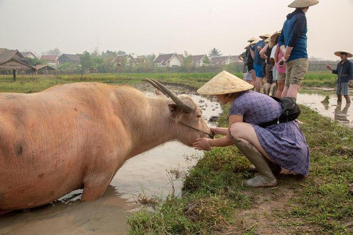 Living Land Rice Farming Experience
