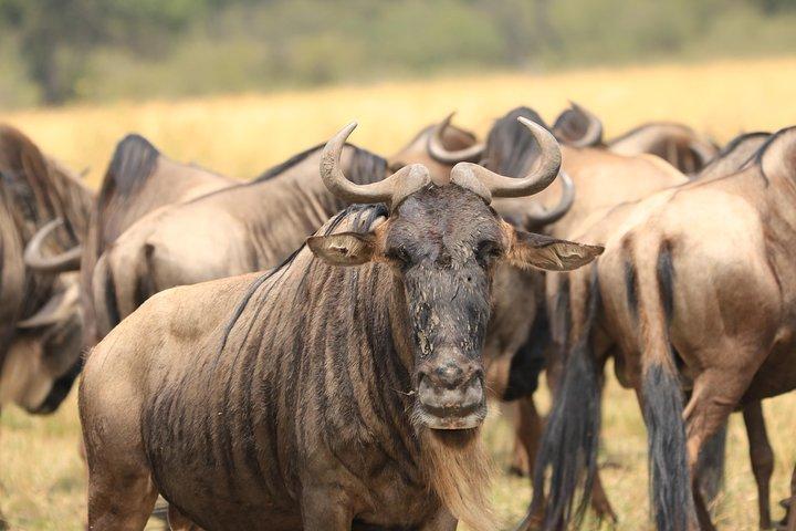 3-Day Safari in Serengeti & Ngorongoro(Mid-range)