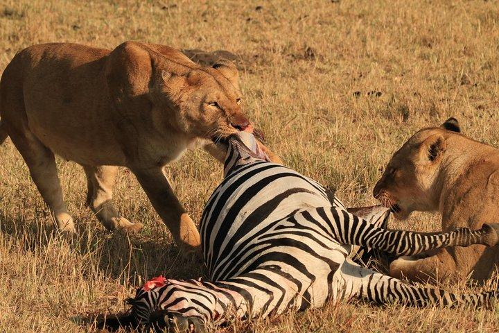 1-Day Safari-Trip to Ngorongoro Crater