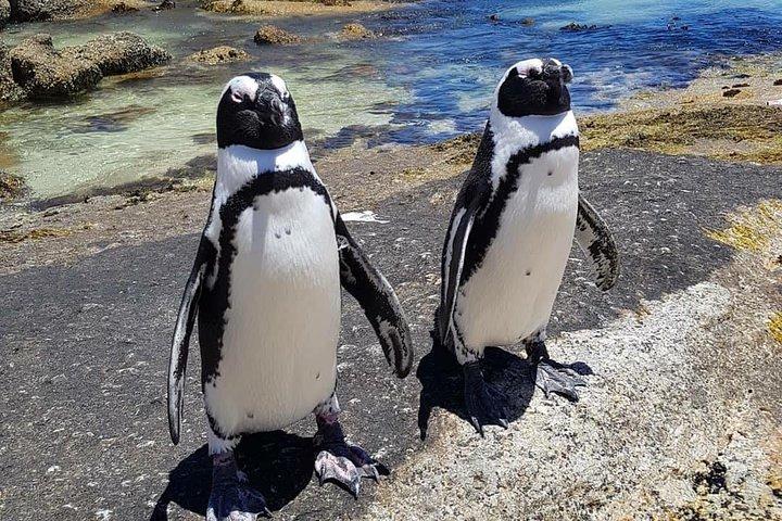 Cape of Good Hope-Penguin-Private Tour Combined With Wine Tasting Full Day Tour