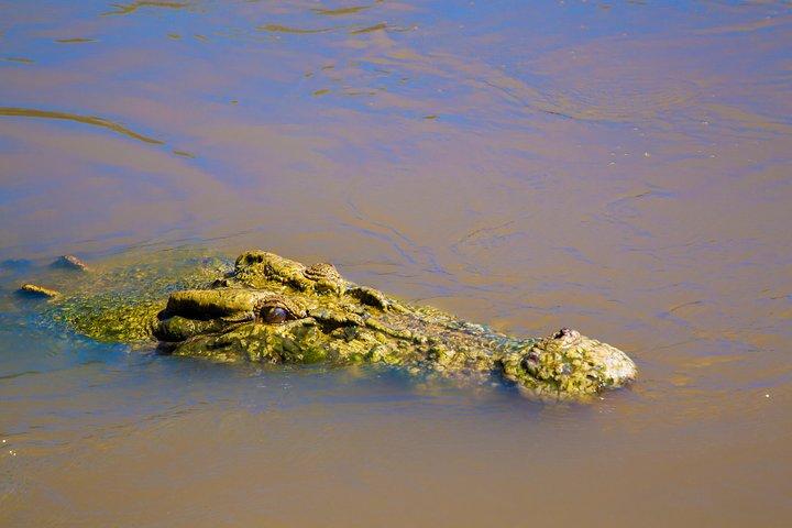 Darwin: Adelaide River Jumping Crocodile Cruise