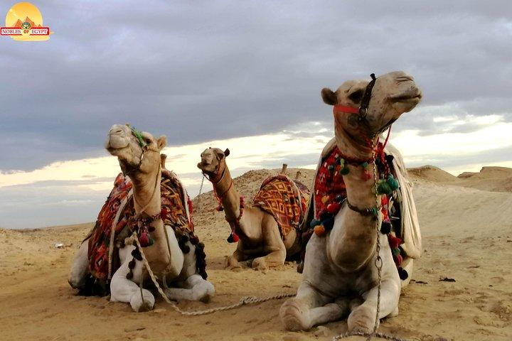 Sunset at Giza pyramids by camel