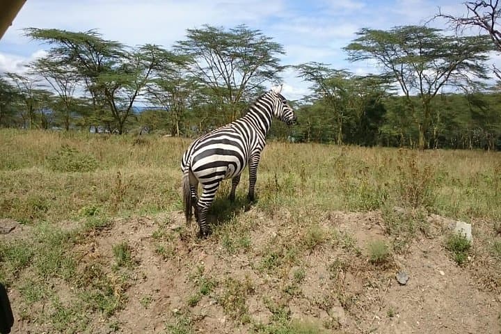 Lake Nakuru Park & Lake Naivasha Boat Ride