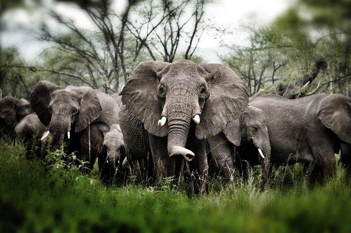 6 days 5 nights safari Ngorongoro, Serengeti and Tarangire National Parks