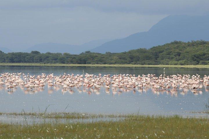 6 days 5 nights safari Ngorongoro, Serengeti and Tarangire National Parks