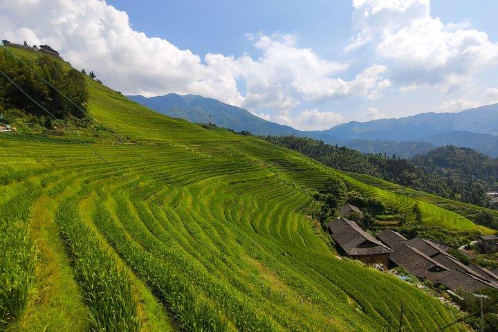Guilin Tea plantation and Longji Rice Terraces Day Tour from Yangshuo hotel