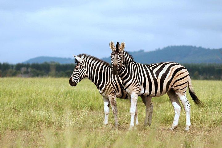 4 Days / 3 Nights Lake Manyara, Ngorongoro and Serengeti