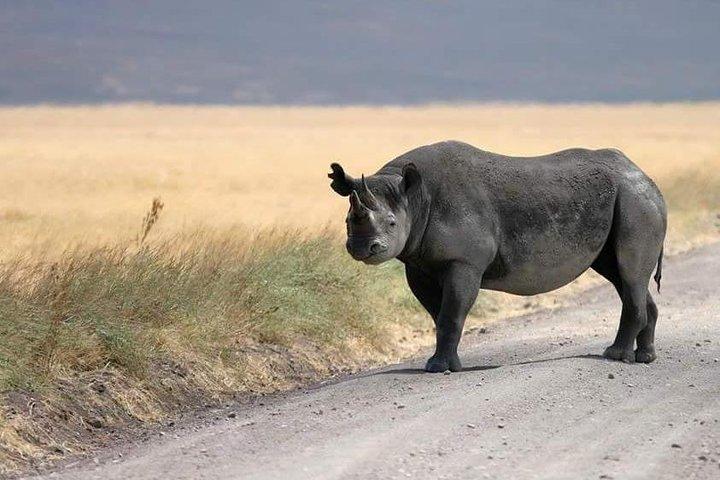 4 Days / 3 Nights Lake Manyara, Ngorongoro and Serengeti