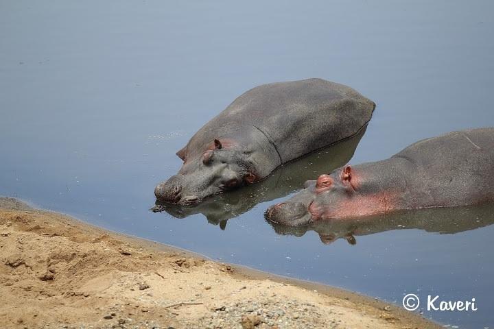 4 Days / 3 Nights Lake Manyara, Ngorongoro and Serengeti