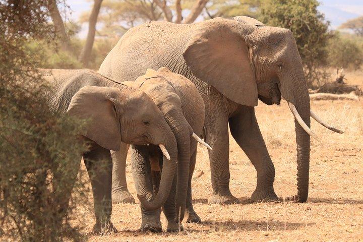 2-Day Safari Tour to Tarangire & Ngorongoro Crater (Mid-range)