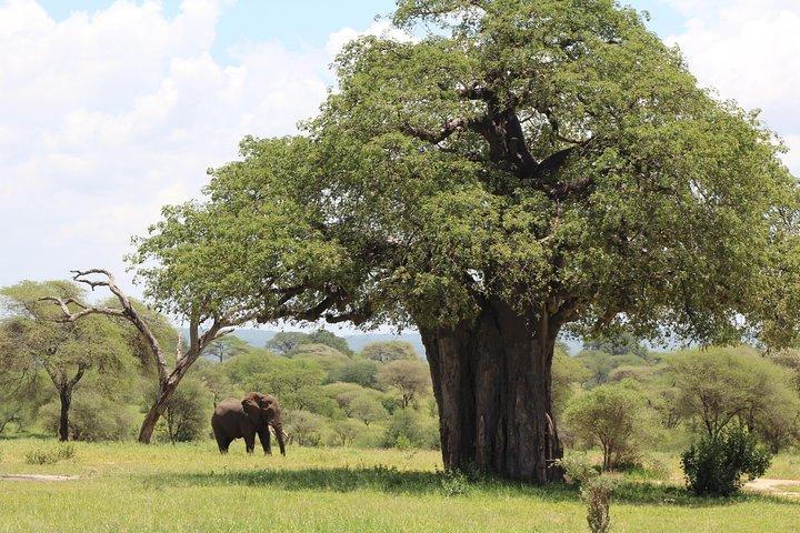 2-Day Safari Tour to Tarangire & Ngorongoro Crater (Mid-range)