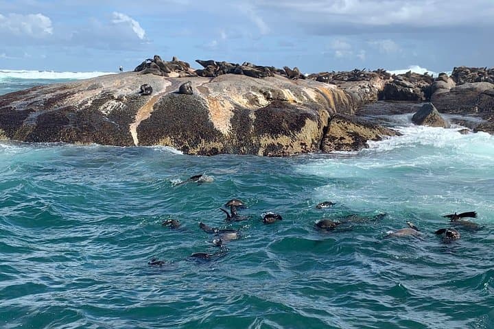 Cape of Good Hope & Penguin Private Tour from Cape Town