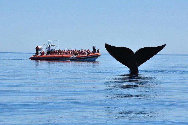 Peninsula Valdes Tour with Optional Whale Watching