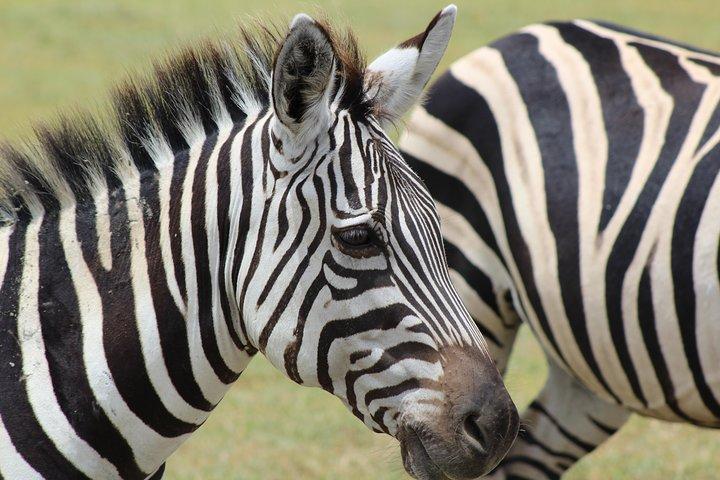 3-Day Safari to Tarangire, Lake Manyara & Ngorongoro(Mid-range)
