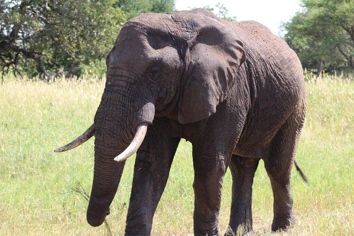 3-Day Safari to Tarangire, Lake Manyara & Ngorongoro(Mid-range)