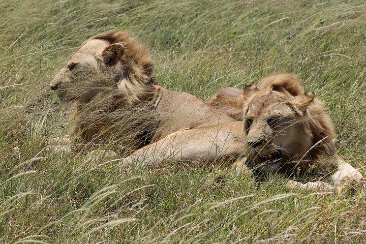 3-Day Safari to Tarangire, Lake Manyara & Ngorongoro(Mid-range)