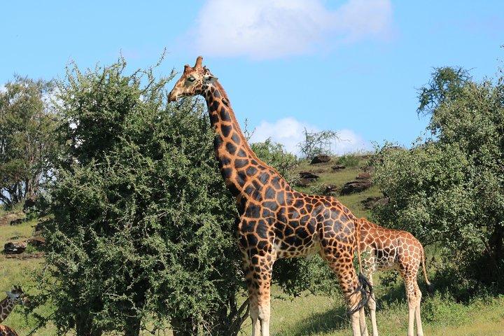 1-Day Safari-Trip to Tarangire National Park