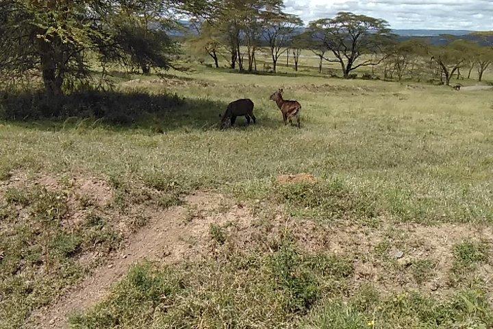 Lake Nakuru National Park Day Tour from Nairobi