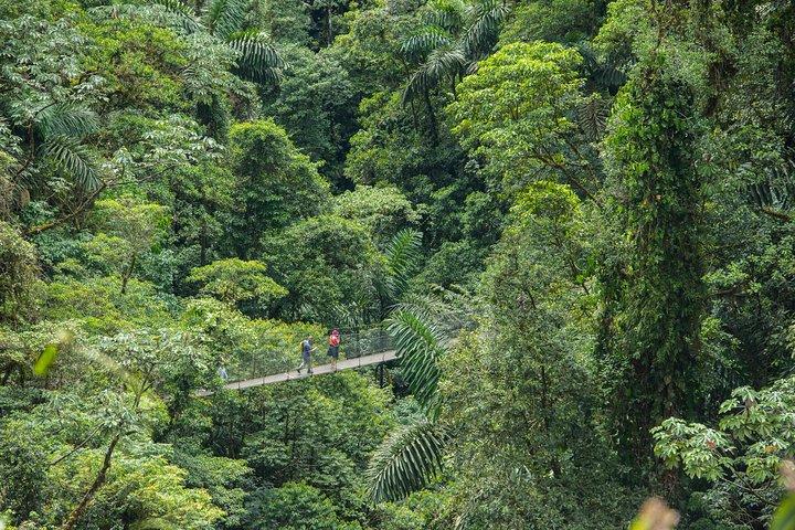 Mistico Hanging Bridges Guided Tour (AM/PM) with Transportation