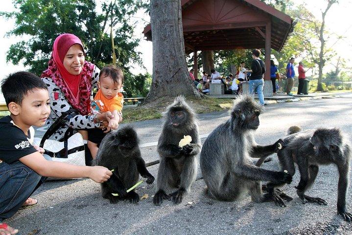 Firefly Park Kuala Selangor Seafood Dinner and Free Boat Ride