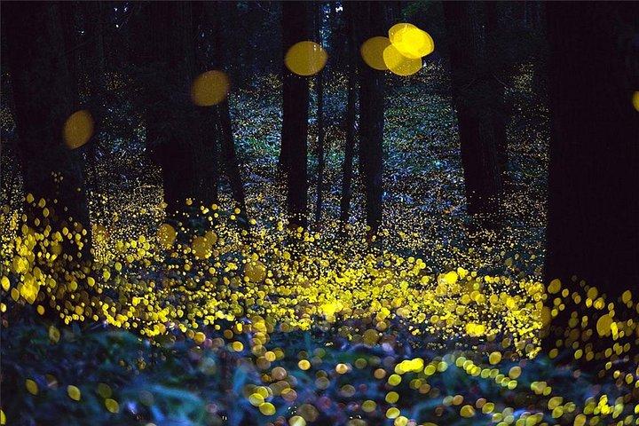 Kuala Selangor Firefly Tour from Kuala Lumpur with Hotel Pickup
