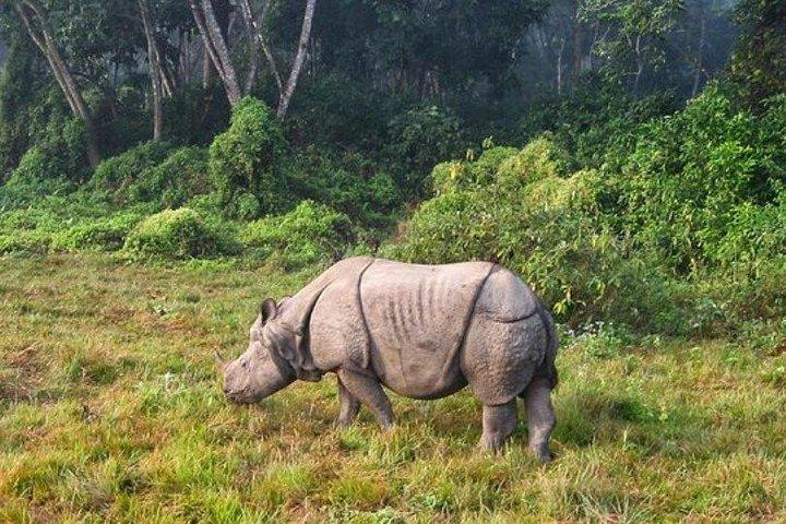Chitwan Jungle Safari All-Inclusive Package 2 Nights 3 Days