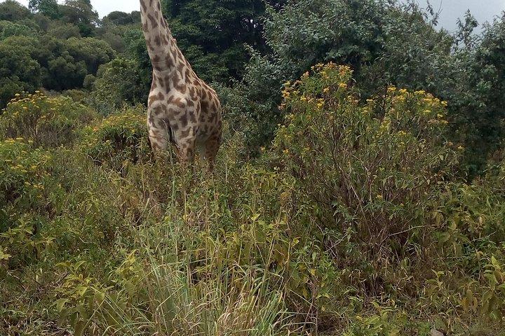 Day Trip to Arusha national Park