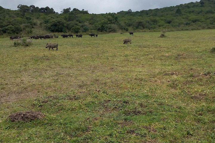 Day Trip to Arusha national Park