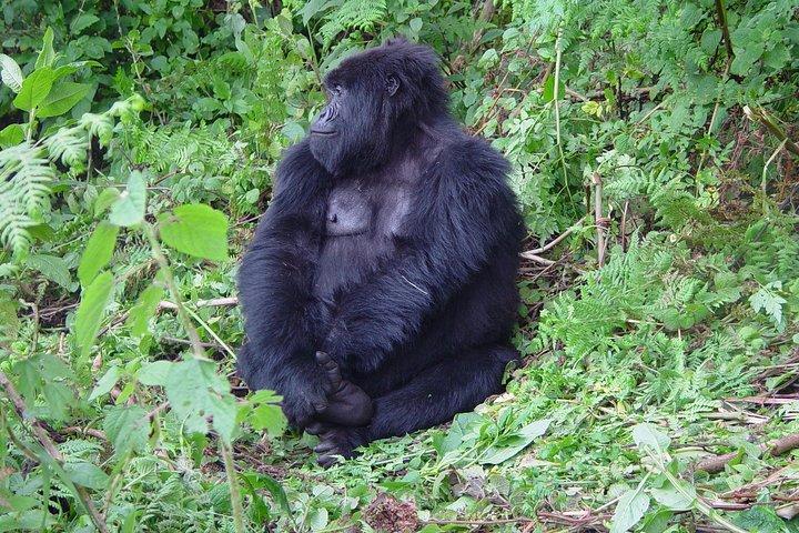 4 Day Chimpanzee Trek Wildlife and Gorilla Trekking at Bwindi Uganda