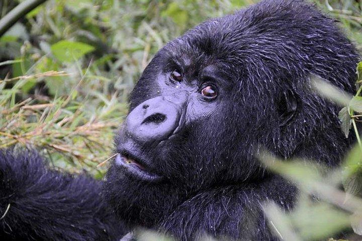 4 Day Chimpanzee Trek Wildlife and Gorilla Trekking at Bwindi Uganda