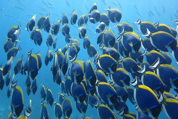 Similan Islands One Day Tour From Phuket Include Lunch & Pickup Transfer