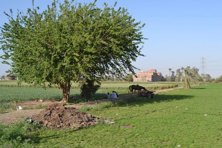 Half-Day Trip to Egyptian Green Farm from Cairo with Breakfast