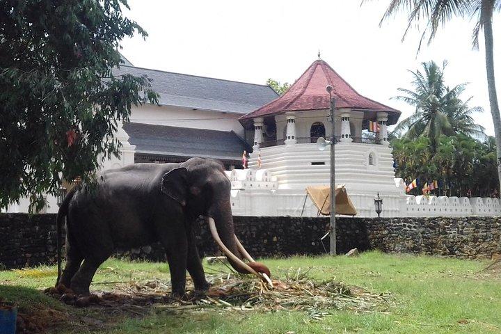 Colombo to Kandy Private Day Tour