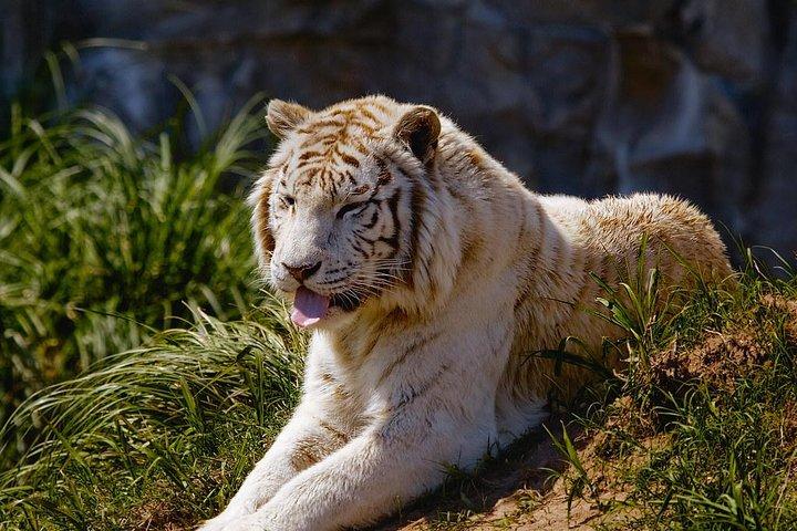 Temaiken Biopark Tour with Transfer Included