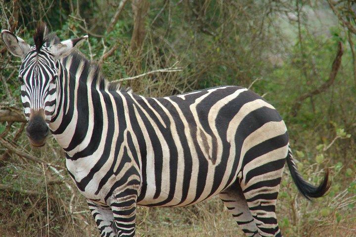 4 Days Maasai Mara Safari, 1 Night Nairobi and 2 Nights Maasai Mara