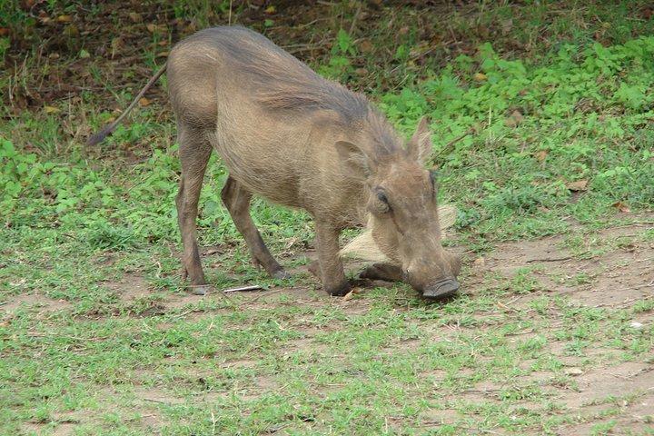 4 Days Maasai Mara Safari, 1 Night Nairobi and 2 Nights Maasai Mara