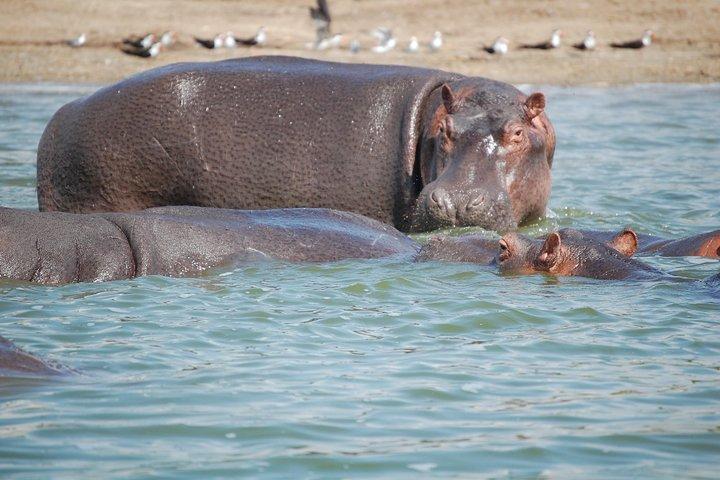 4 Days Maasai Mara Safari, 1 Night Nairobi and 2 Nights Maasai Mara