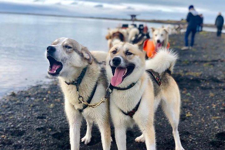 Small Group Husky Sledding Tour with Reykjavik Pickup Option
