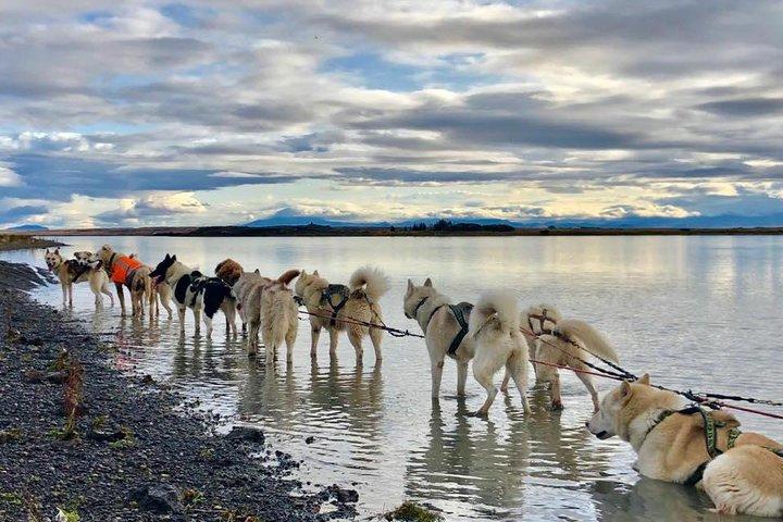 Small Group Husky Sledding Tour with Reykjavik Pickup Option