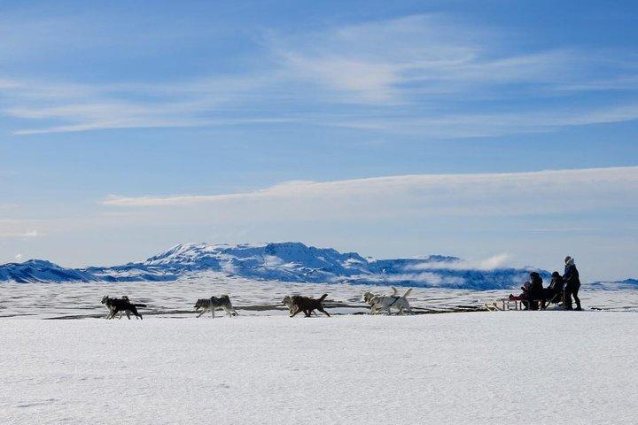 Small Group Husky Sledding Tour with Reykjavik Pickup Option
