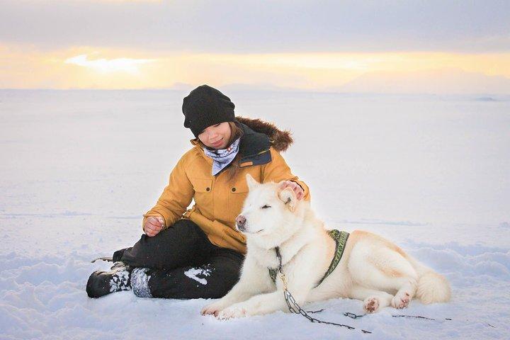 Small Group Husky Sledding Tour with Reykjavik Pickup Option