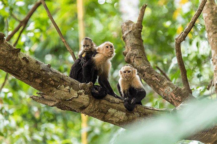 Manuel Antonio National Park one day tour from San Jose