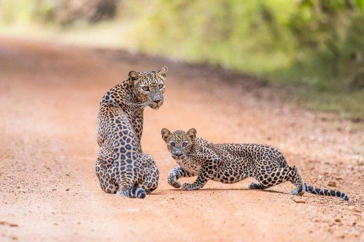 Safari at Wilpattu National Park from Negombo (All inclusive day tour)
