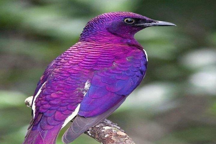 13 Days Kenya Birding Safari