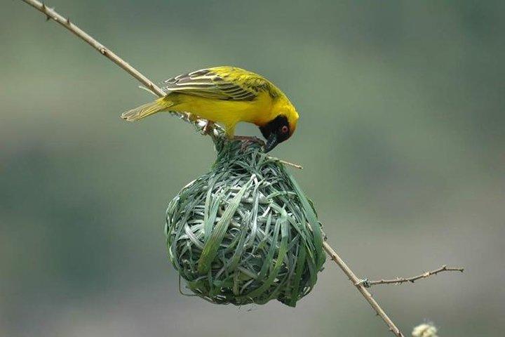 13 Days Kenya Birding Safari