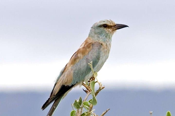 11 Days Kenya Birding Safari Adventure Holiday