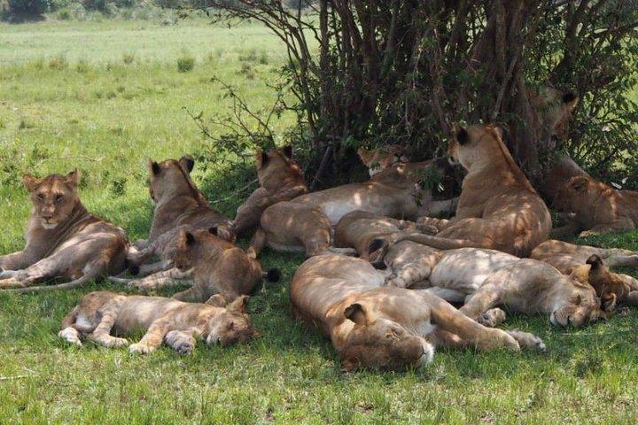 16 Days Kenya Tanzania Uganda Safari
